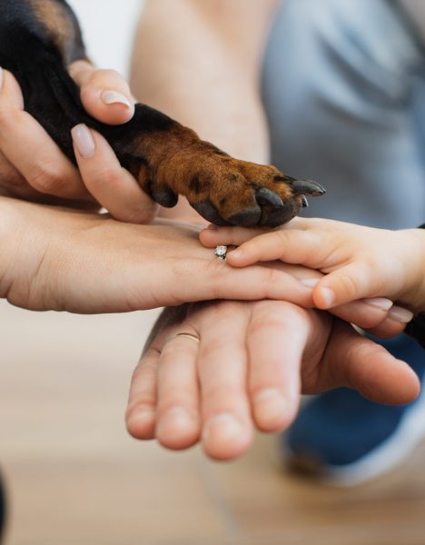 Cropped view of caucasian family of three stacking hands together with animal paw on top. Caring parents and little baby displaying affection and team spirit of all members including canine friend.